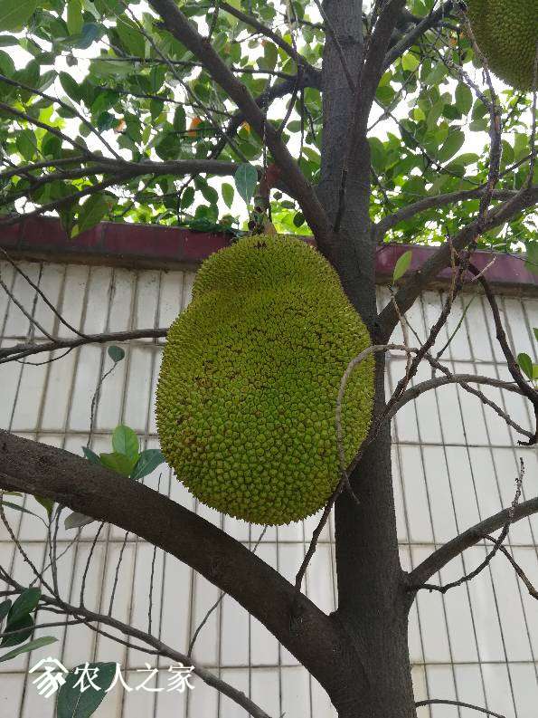 114919oy0nigadthtprpyp.jpg