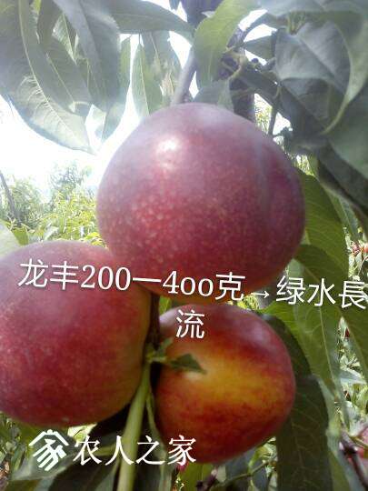 132559osty13psm51s8fmf.jpg