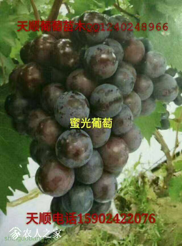 181336xbb02mh42bv4h02h.jpg