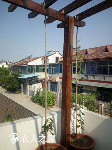 СȻʺ
