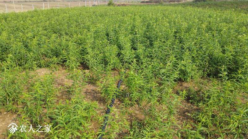 桃树苗的种植方法和管理