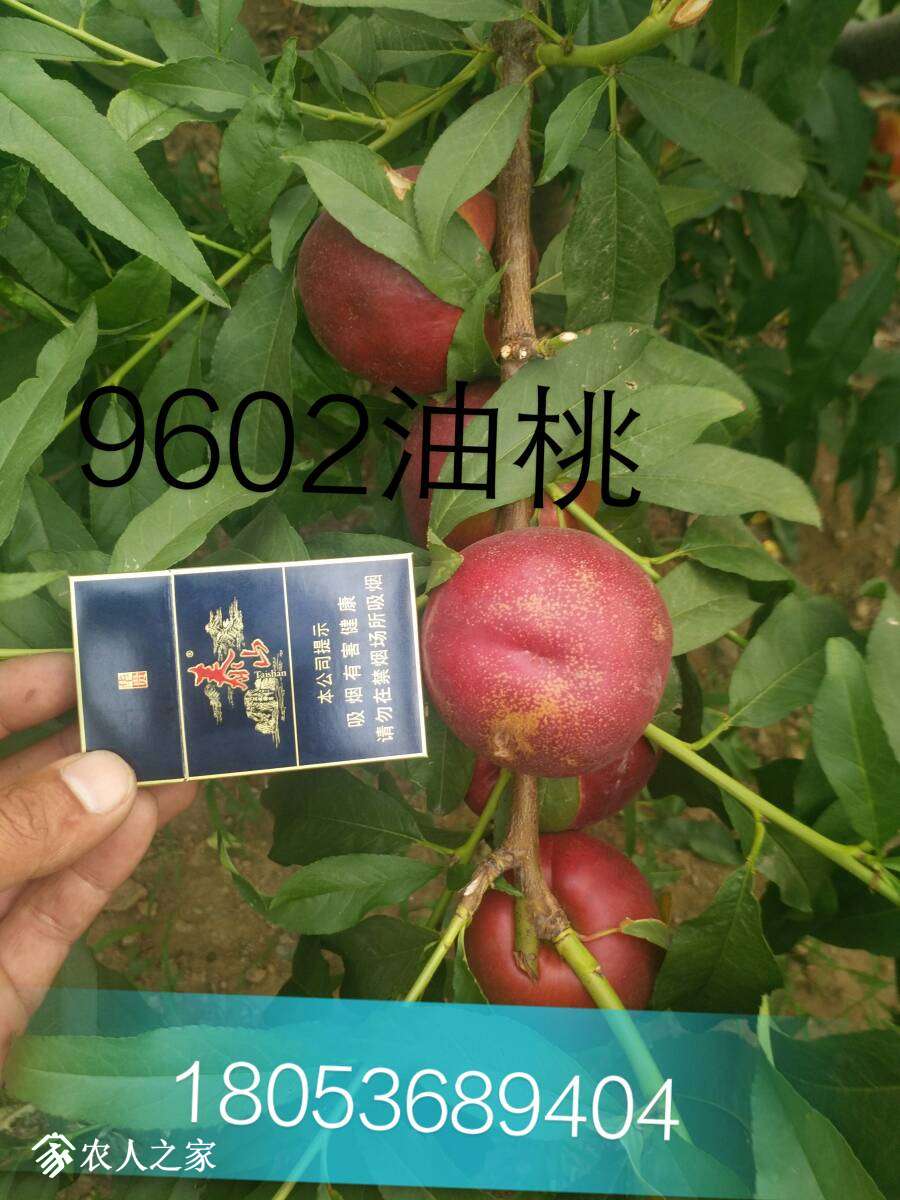 233521icpzgm1lgcqcdkpc.jpg