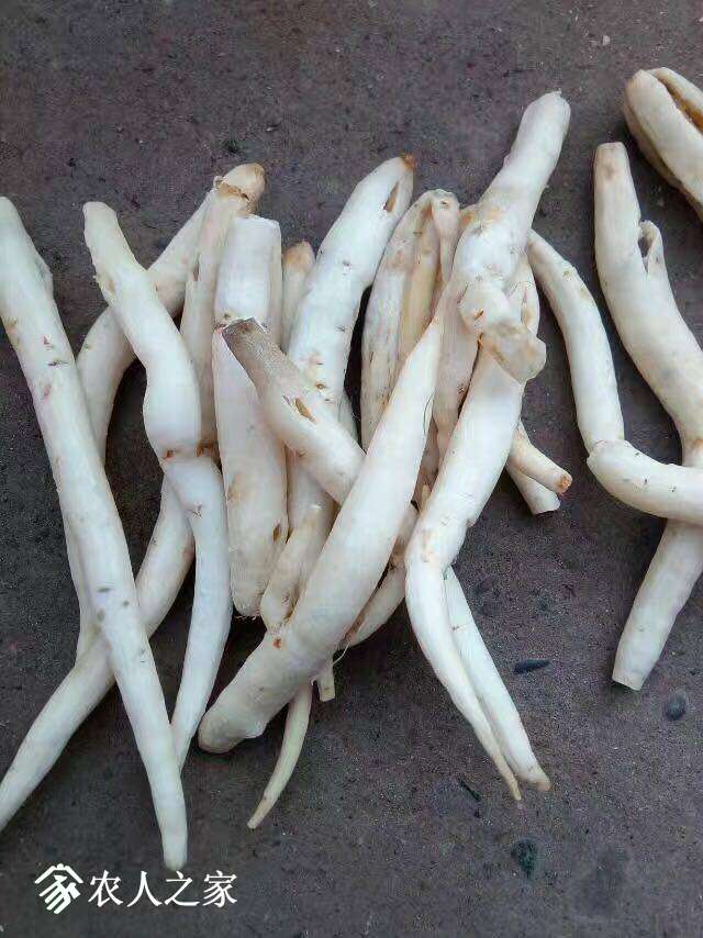 103344elutjtt6bzxwxo95.jpg