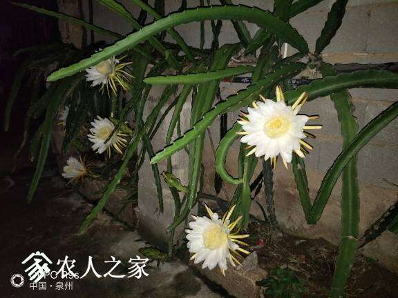233235eyomaaaraasrlrla.jpg