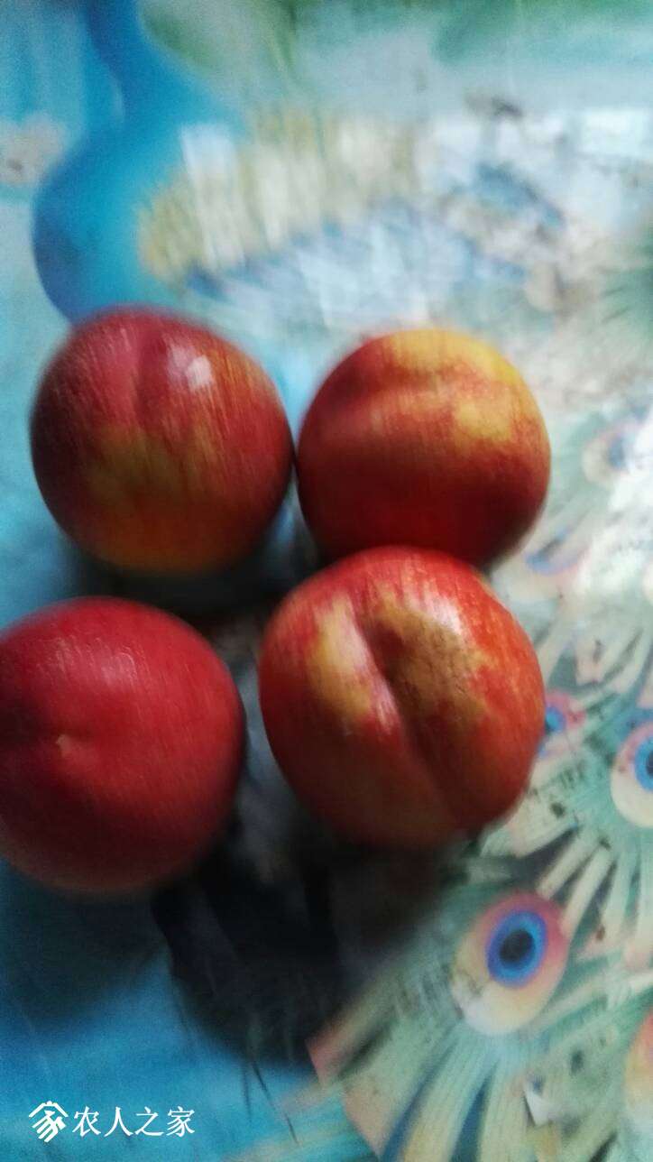 063324frzy1zs7jpaqccas.jpg