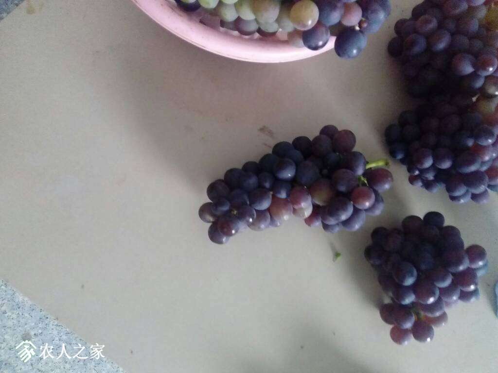 215301dz8vvijjz31hmn7h.jpg