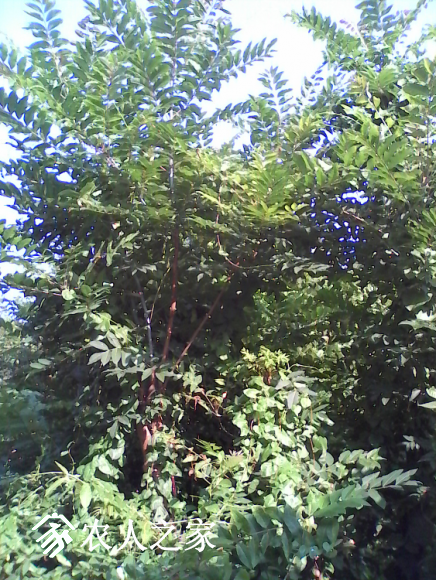 IMG_20170701_170623.jpg