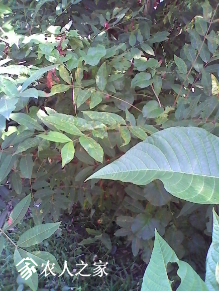 IMG_20170701_171557.jpg