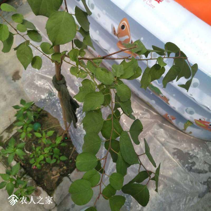 131307px73ujaalwl774s8.jpg
