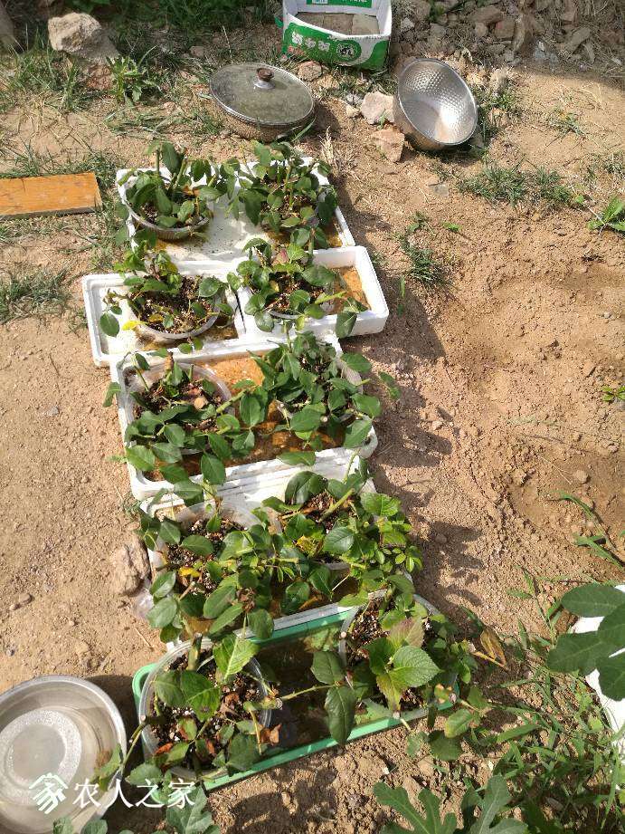 152804mhnqklgdth4addn4.jpg