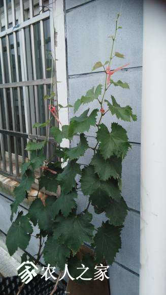 IMG_20170530_175247.jpg