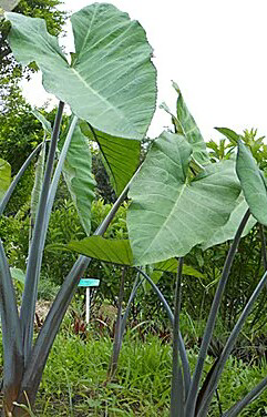 T14JhzFoRbXXXXXXXX_!!0-item_pic.jpg_490x490q90s150.jpg_-1.jpg