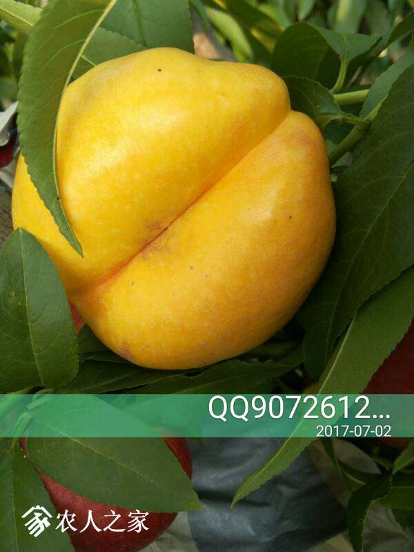 075855qqp7qv4kq4pagpku.jpg