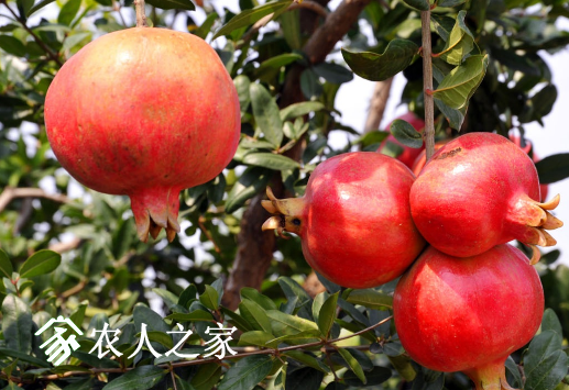 ʯ溦ǳķη.png