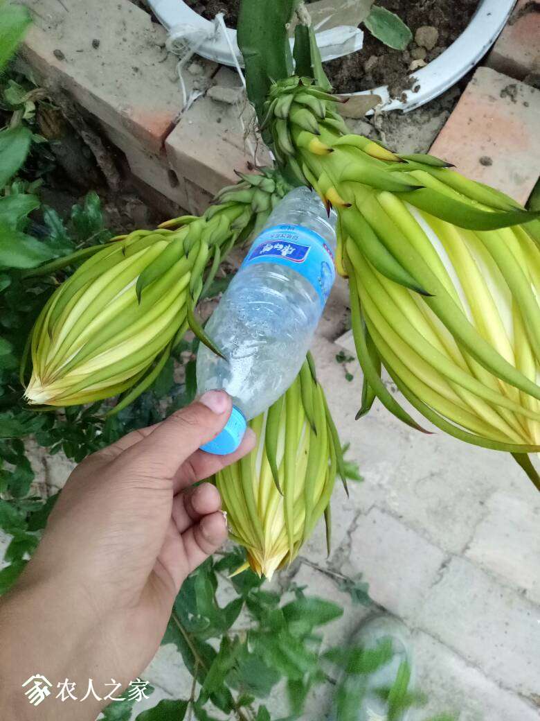 北方想种火龙果的可以看一下!