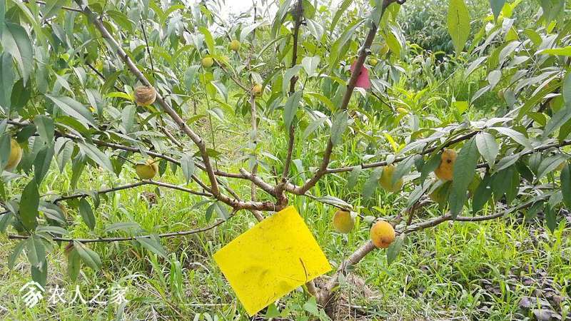 去年在圣杰王总买的桃苗现在都结果了 - 江苏圣杰苗木 - 水果邦农人之