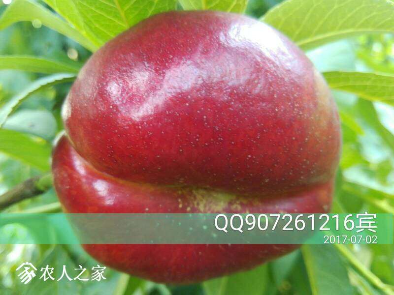 142411gmzqzlgrggqiuric.jpg