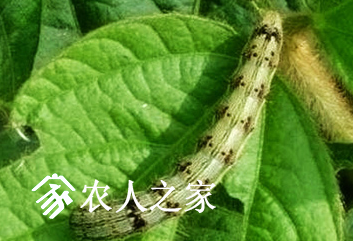 棉铃虫的由来及防治方法.png