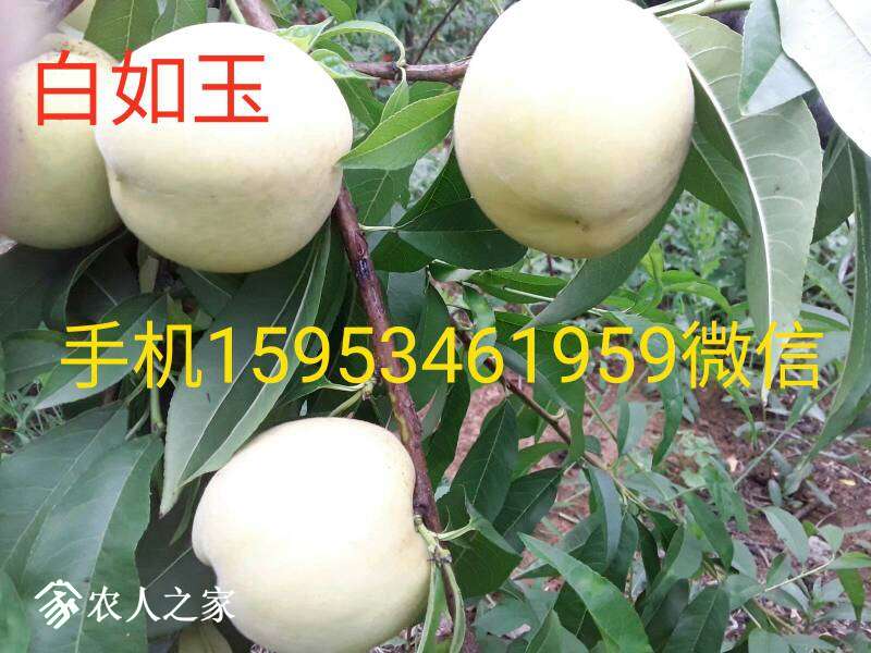 202103hiixpn50ccwcbw05.jpg