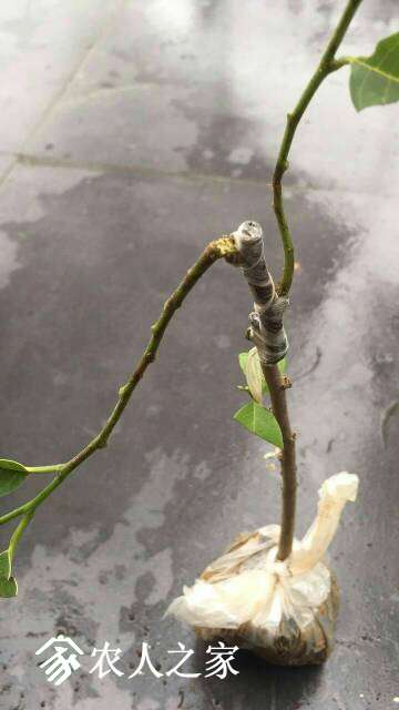 230052figs0fgwws2rwse7.jpg