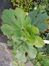 leaf.jpg