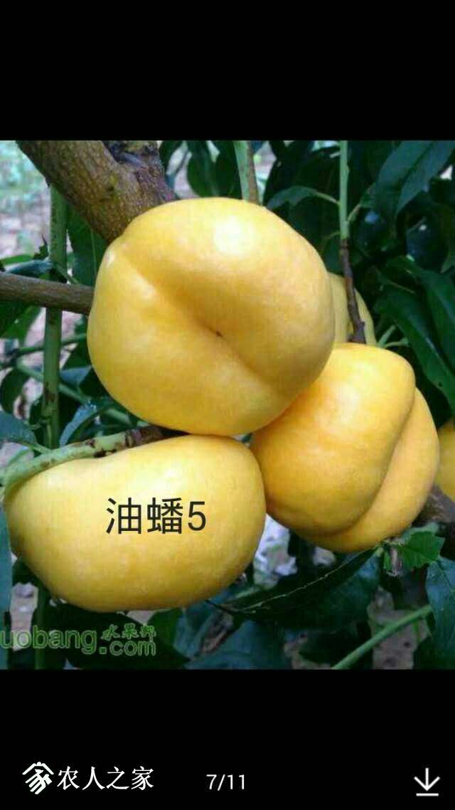 065919idvqcdtqn5otuuow.jpg