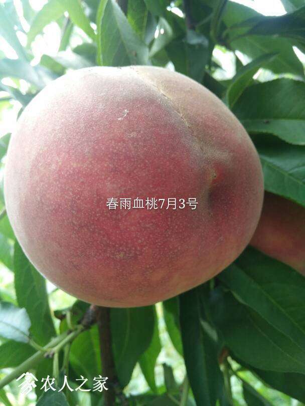 105833jjbz4sl5xahssajh.jpg