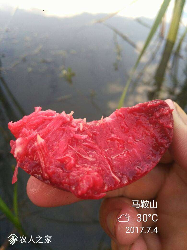 074802emhcm56vtfeffx5g.jpg