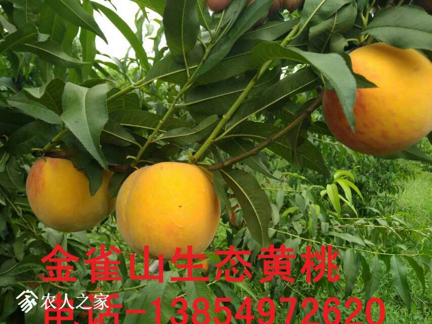 225543sg15r19kznyn91zx.jpg
