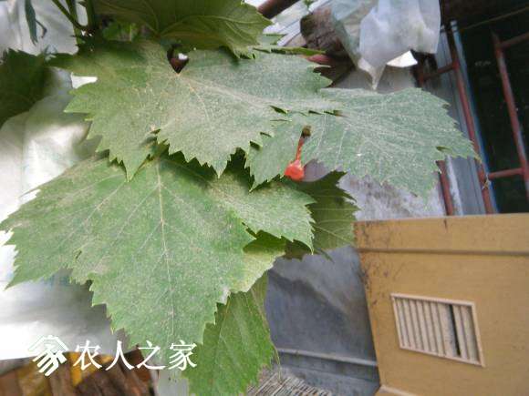 DSCF2490.JPG