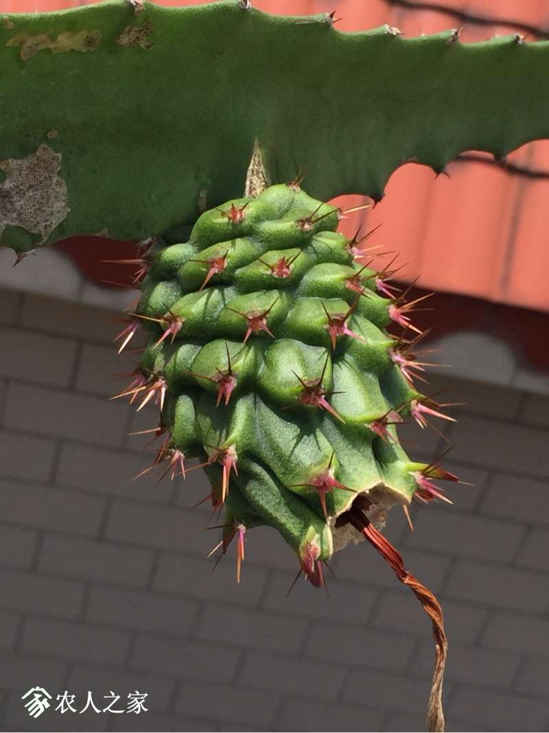 114925sgrowzgxso9zjztl.jpg