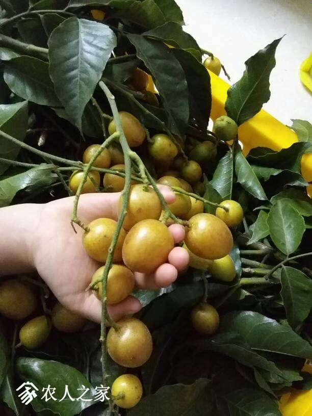 又到了黄皮成熟的季节