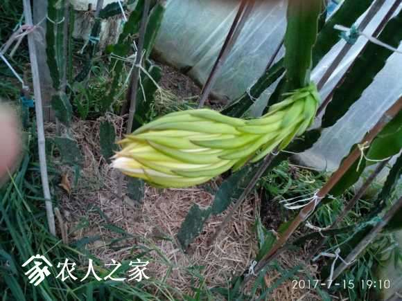火龙果从花芽到开花要几天啊?