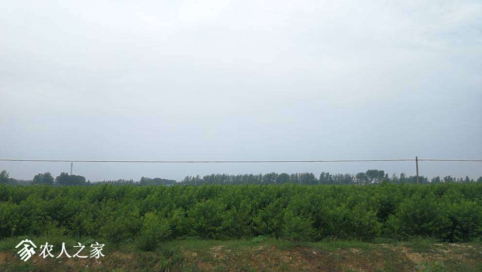 165238o77zluph6pemo4dp.jpg