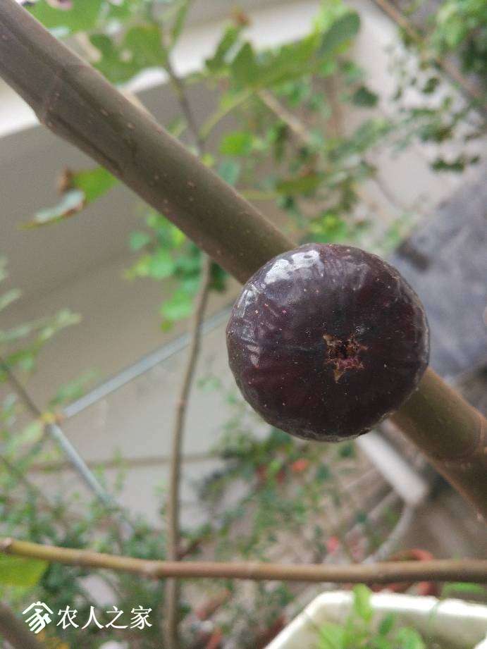064357disod2jjsjyibidi.jpg