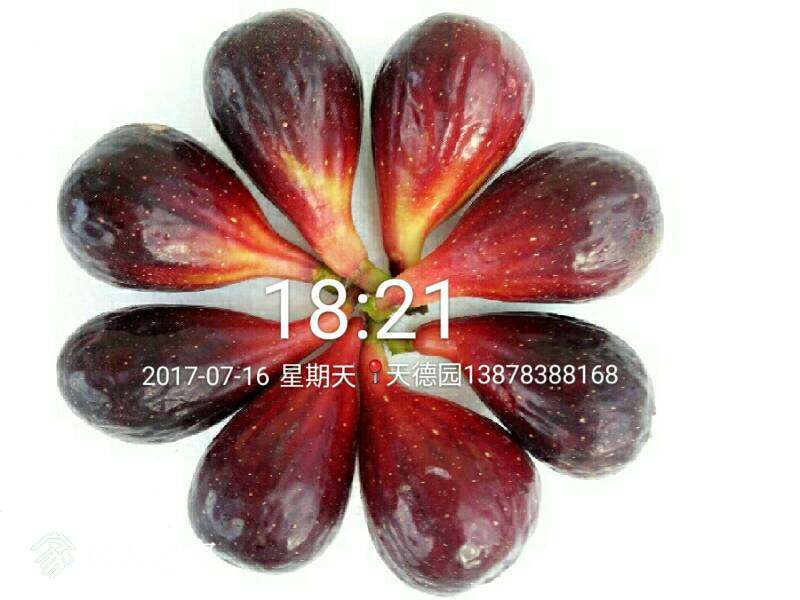 232054hdmel6fegxqd3lrx.jpg