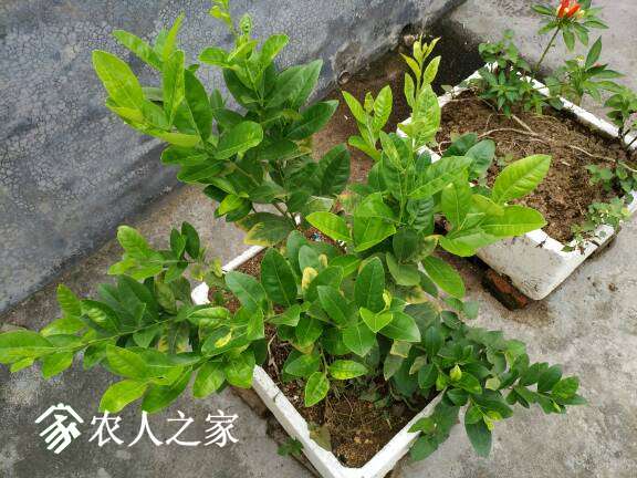 181334eco0lnpspmpmi2l3.jpg