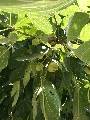 IMG_0696.JPG