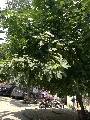 IMG_0697.JPG