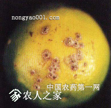 񲡵ķμ.png