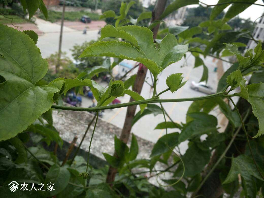 082652ltbkndanao4nb4rn.jpg