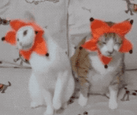t01b01753e1150584ec.gif