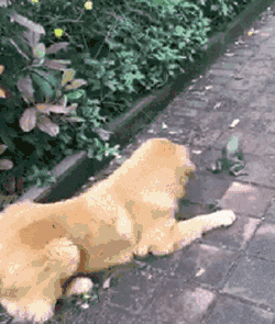 t01d30af6df6523f8bc.gif