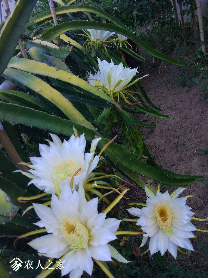 104047j7i7pyipui2thzc9.jpg