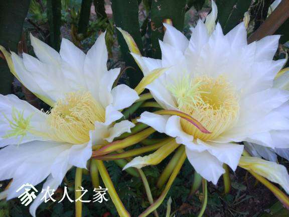 104047qunayii7egc6a67s.jpg