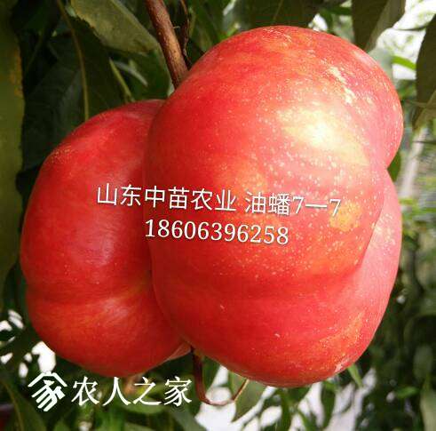 105652mmy777pm887qmqr1.jpg