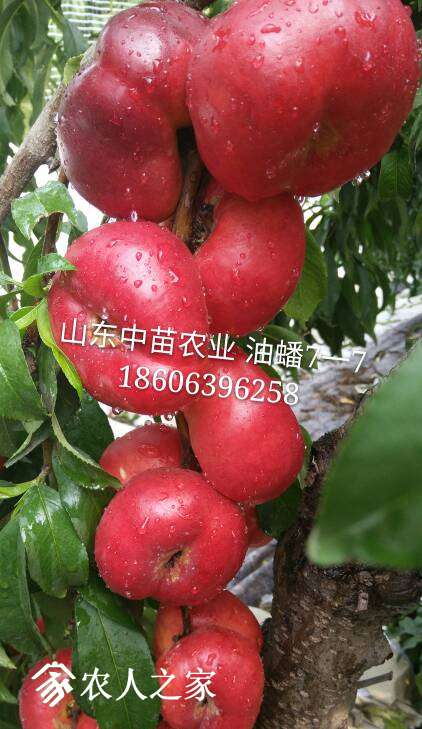105652qrkkpvcetszpwk9f.jpg