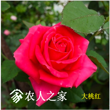 Һ.png