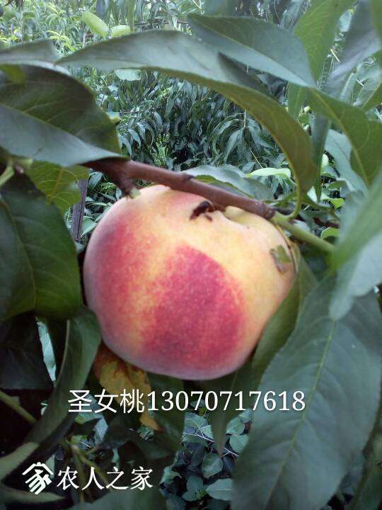 085310dllfmnkyulwwfyyy.jpg