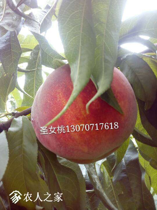 085310eavdbootyahbyhdt.jpg